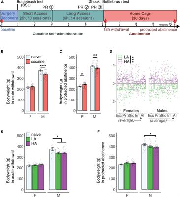 Leptin Protects Against the Development and Expression of Cocaine Addiction-Like Behavior in Heterogeneous Stock Rats